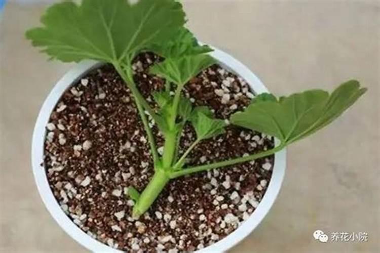 怎么样用维生素b12促进花卉生根
