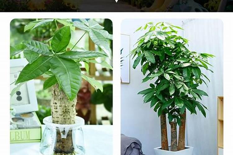 月季花摘芽后如何正确施肥