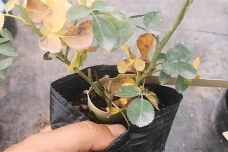 月季花冬季如何施肥效果最好,可以用水溶肥吗？