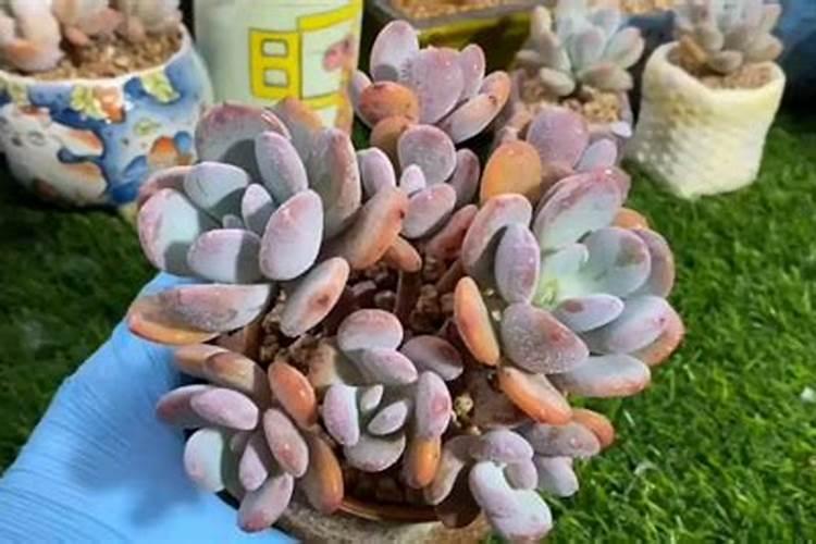 怎样运用合适方法把鱼蛋白过滤出来