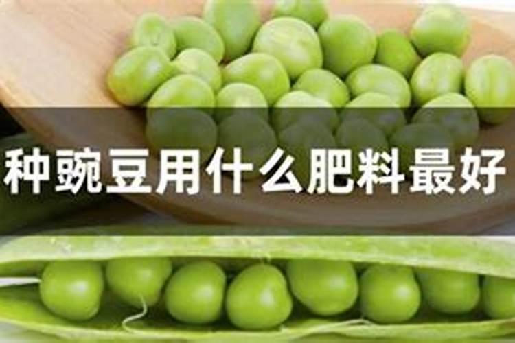 豌豆底肥放什么肥好(底肥施用方法)