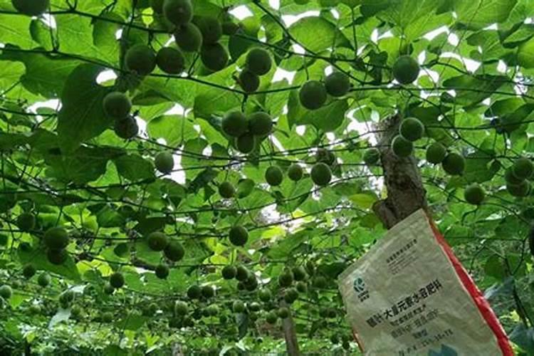 罗汉果施肥过多,造成罗汉果裂果怎么办