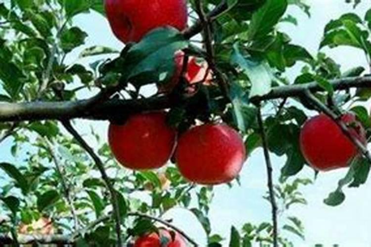 苹果树什么时间施肥好？苹果树膨果期施肥注意事项