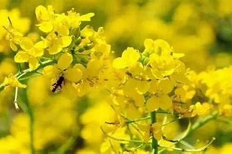 油菜什么时候施硼肥最好