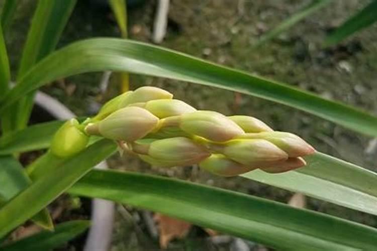 兰花长花苞了可以施磷酸二氢钾吗？刚换盆的兰花可以喷磷酸二氢钾吗