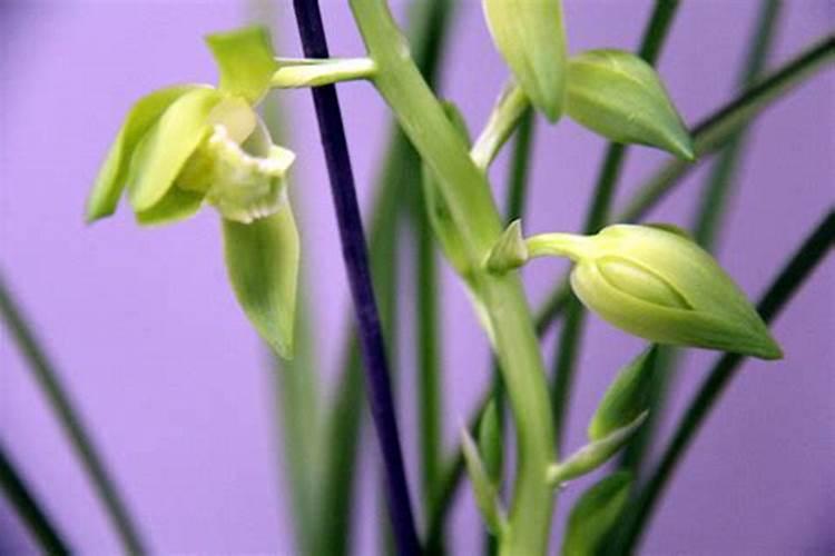 有花苞了怎么浇水 大花蕙兰出花苞后如何管理