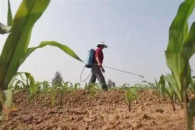 种植玉米除草剂与有机磷农药可以同时使用吗？为什么？
