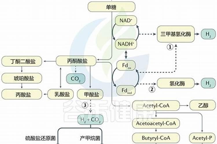 丙酮酸生产方法