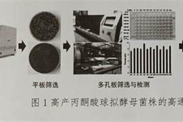 丙酮酸的生产方法