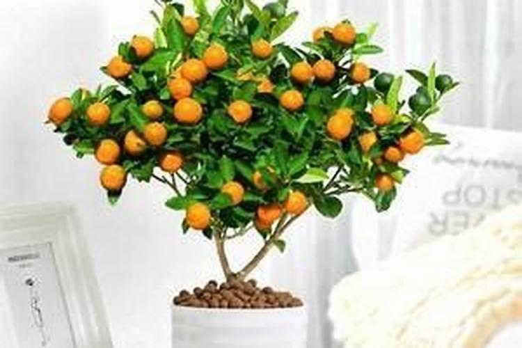种芹菜用什么肥料