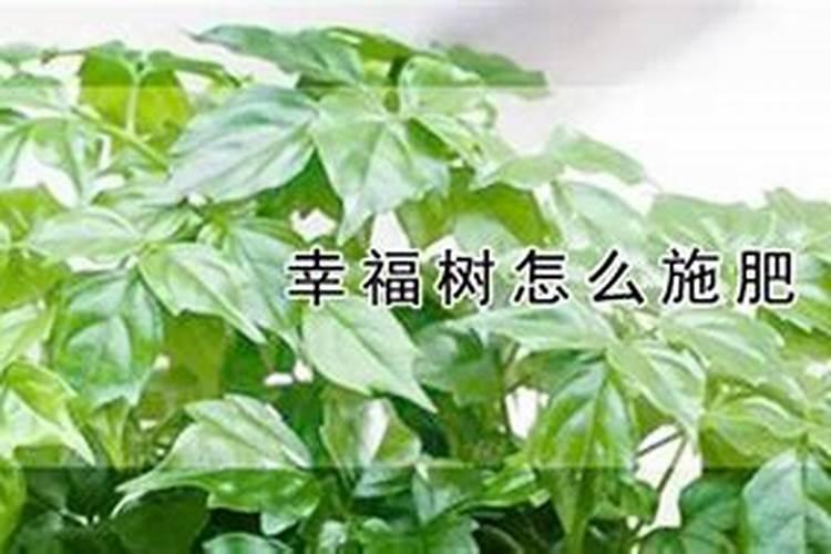 辣椒喷醋可以增产 具体怎么使用呢