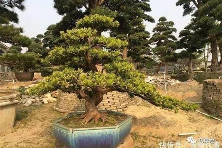 罗汉松施什么肥长得快,生长期氮肥最重要