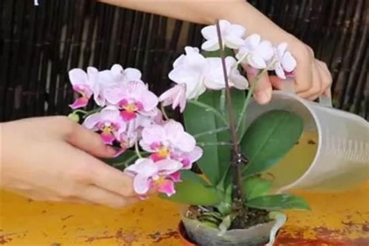 蝴蝶兰用花多多1号怎么兑水？