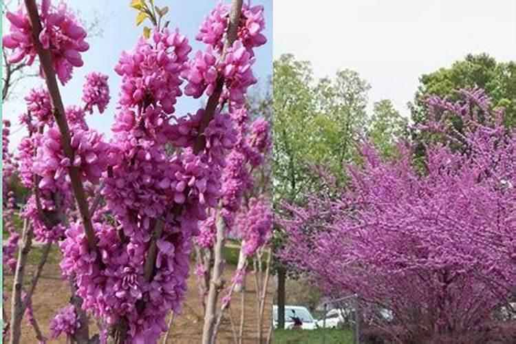 紫荆花树苗的种植方法