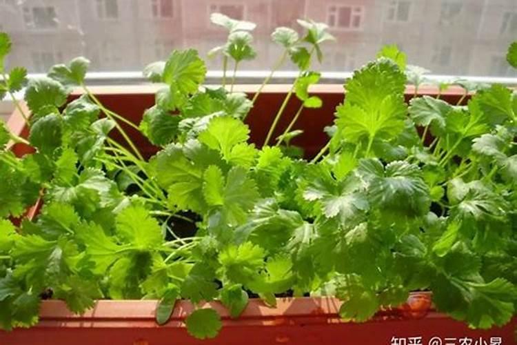 香菜多久可以施肥