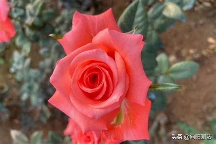 月季花最佳施肥时间是哪时候 月季花什么时候施肥好