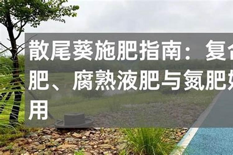 白芸豆高产方法怎么让白芸豆高产
