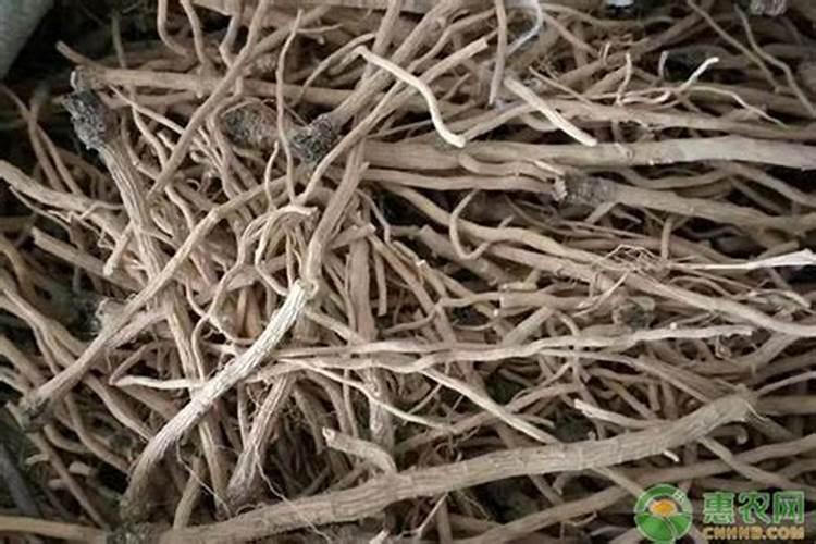 板蓝根种植技术是什么