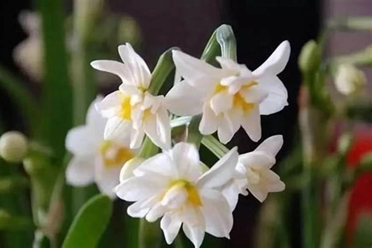 水仙花养在水里需要施什么肥料？要放在阳光底下吗？