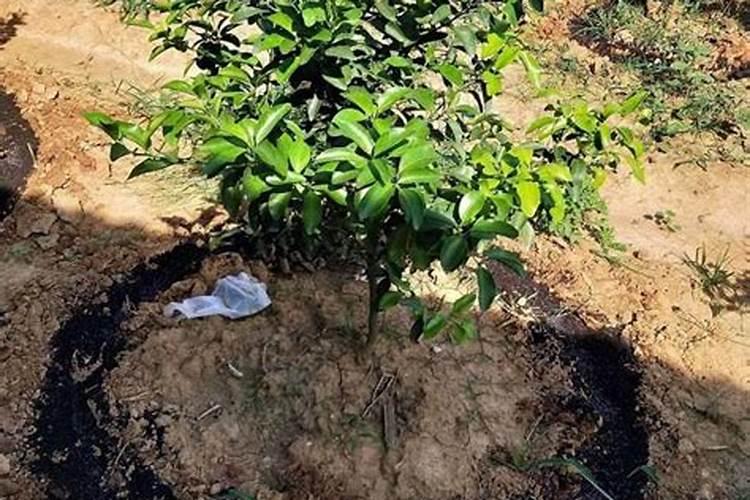 蔷薇施肥方法和时间(蔷薇如何施肥)