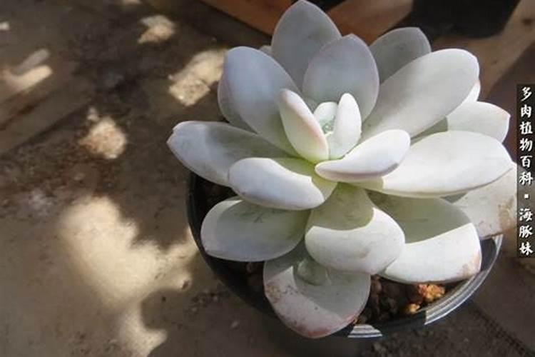 多肉植物可以施氮肥吗 多肉植物能施氮肥吗