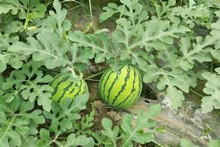 西瓜苗期应该用什么肥料 有哪些注意事项