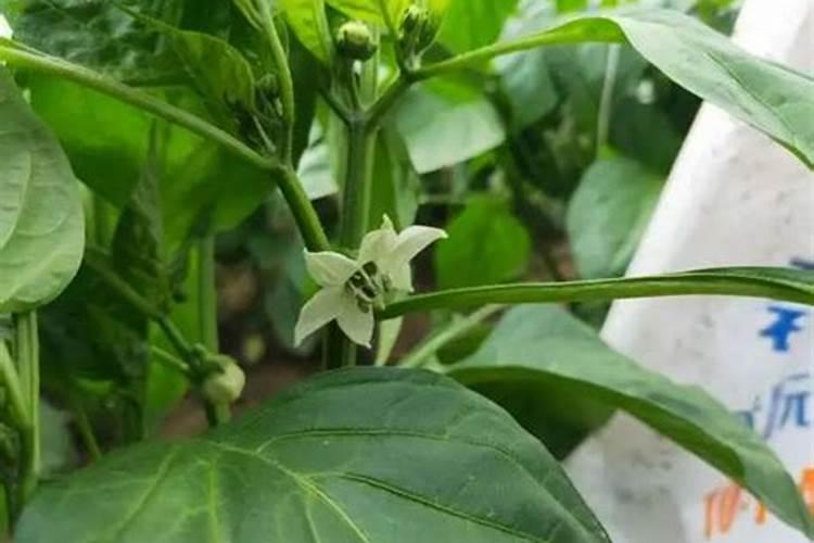 甜椒坐果期怎么管理施肥 甜椒光照温度有什么要求