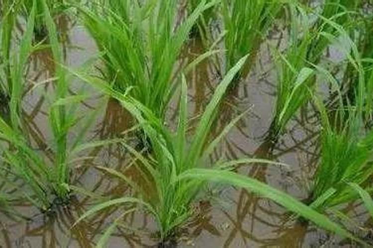 水稻在什么时候追穗肥 施加什么肥料好