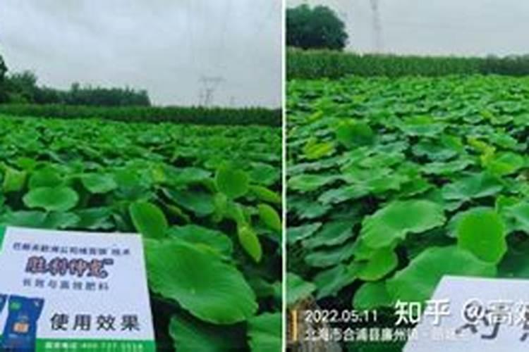 浅水藕栽植技术