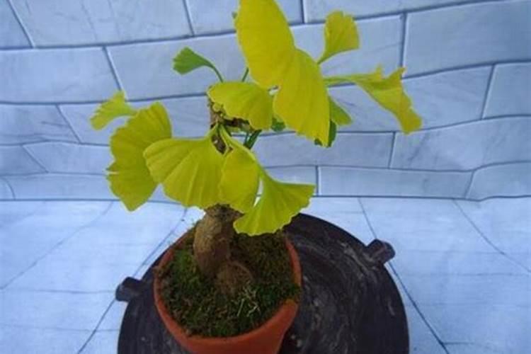过期的蜂花粉还有什么用