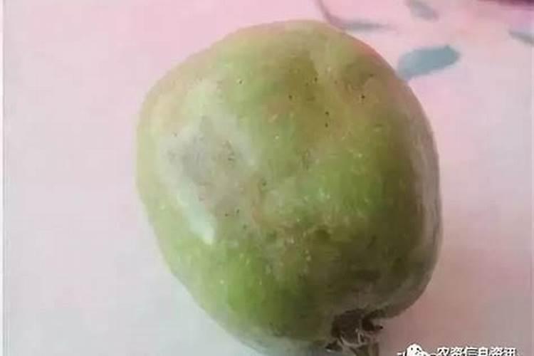 柠檬一年开几次花结几次果