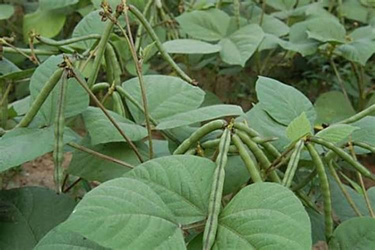 红小豆正确栽培技术 红小豆怎么养殖