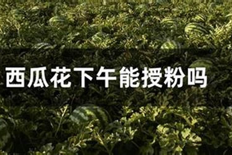 西瓜开花前怎样管理