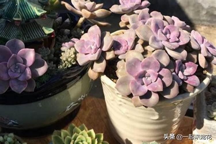 网购的多肉上盆能用多肉控释肥吗