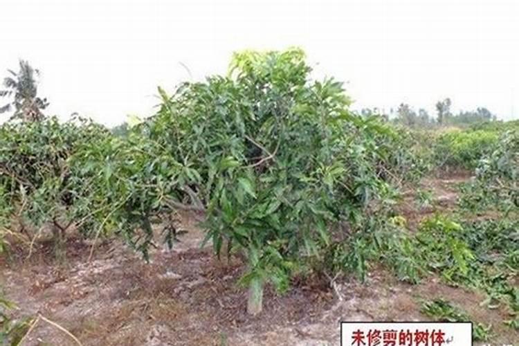芒果树用什么肥料最好