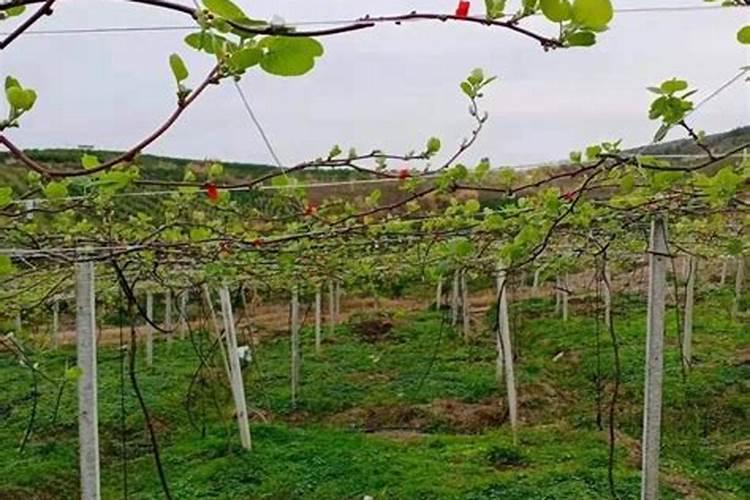 中国最大的花卉生产基地