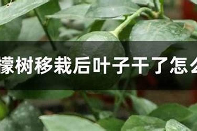 柠檬在各个时期如何施肥