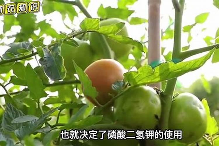 威海市文登区哪有黄桃果脯加工店