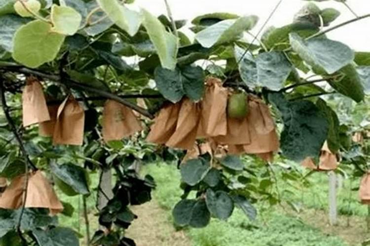 茶园如何使用钾肥？