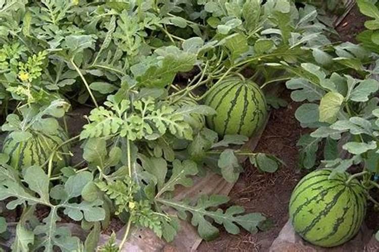 西瓜开始追施结果肥,应该施入什么肥料？