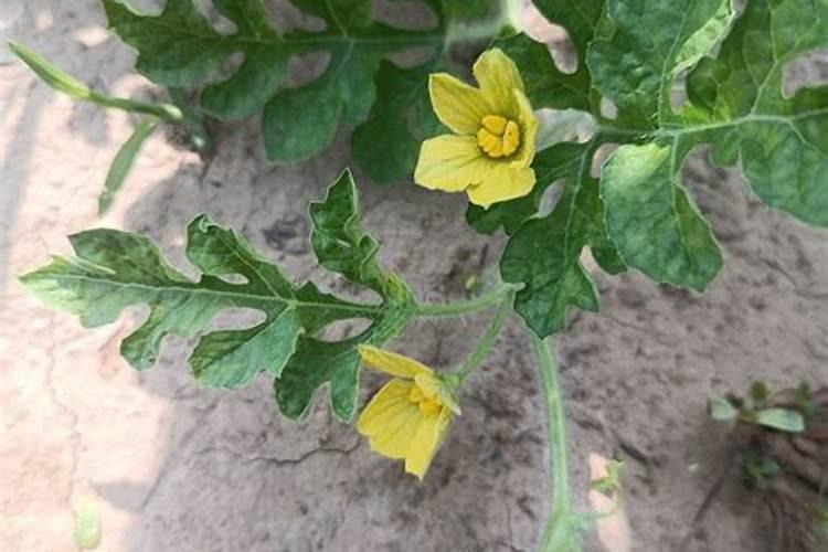 西瓜开始追施结果肥,应该施入什么肥料？