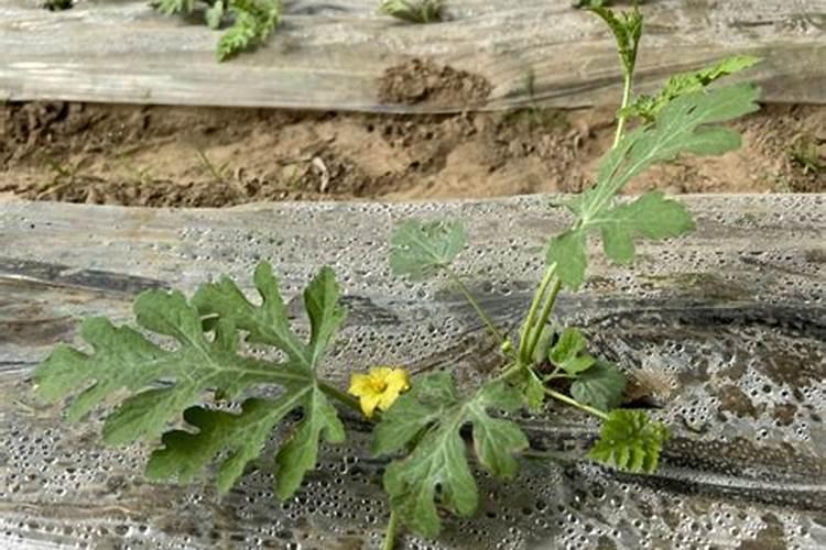 西瓜开花结果期怎么施肥和管理