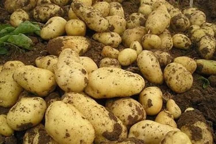 种土豆每亩用多少肥料最好