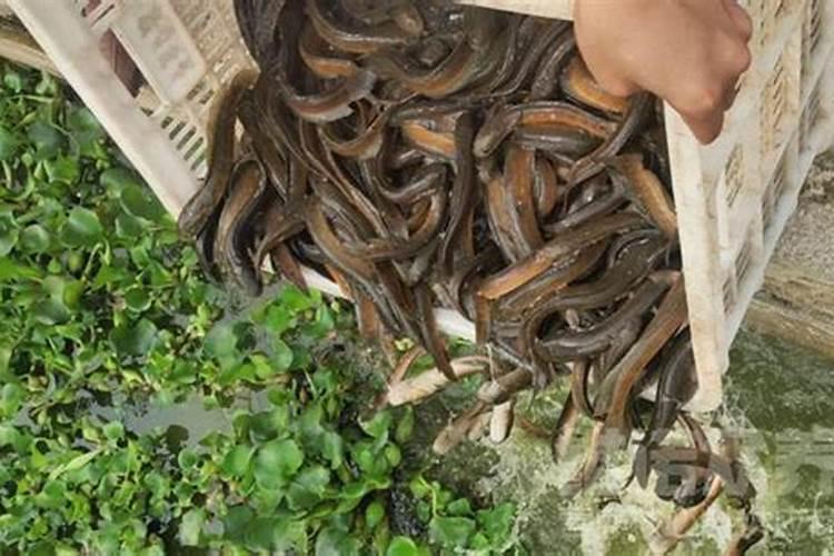种辣椒施什么肥料好