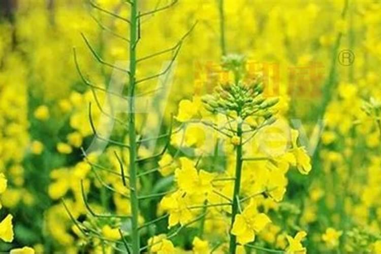 种油菜籽施什么肥料最好？