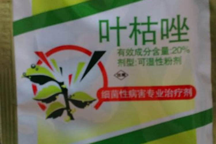 月季感染了霜霉病和灰霉病,要怎么应对和治疗？