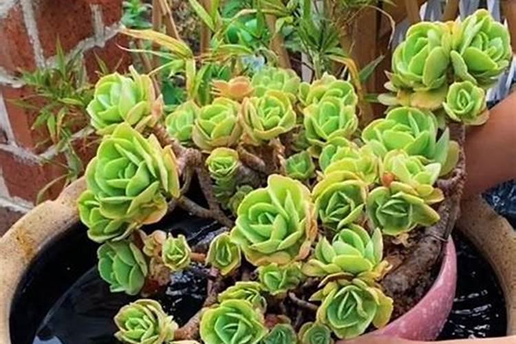 颗粒控释肥适合多肉吗？