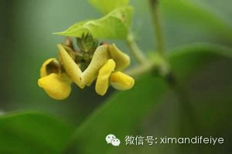 合理施肥有利于高产,绿豆种植如何合理施肥？