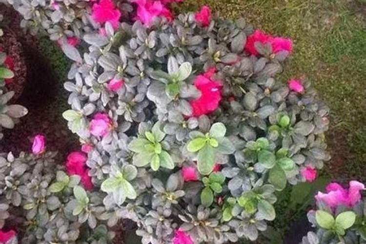 花用什么肥料最好？