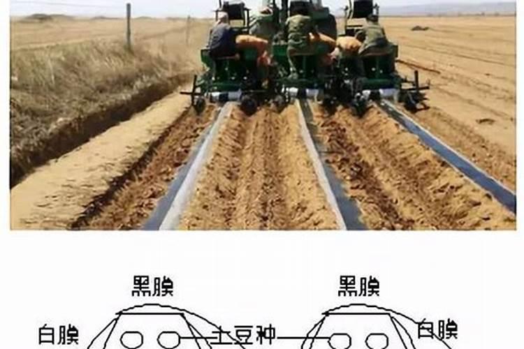 玉米施尿素的正确方法是什么